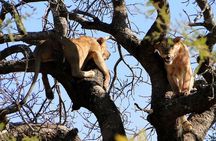 Half Day Safari Tour from Durban