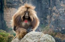 North Ethiopia Historic Route 14 Days Tour Package
