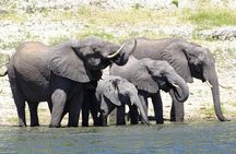 Chobe Safari Experience Day Trip - MINIMUM 4 PEOPLE