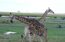 Chobe Safari Experience Day Trip - MINIMUM 4 PEOPLE