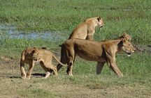 Chobe Safari Experience Day Trip - MINIMUM 4 PEOPLE