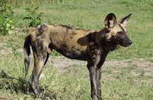 Chobe Safari Experience Day Trip - MINIMUM 4 PEOPLE