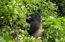 2 Day Gorilla Trekking Safari in Uganda via Kigali