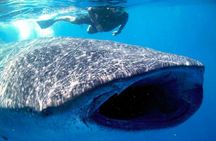 Whale Shark Experience Lifetime Memory in Cancun (snack included)