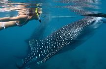 Whale Shark Experience Lifetime Memory in Cancun (snack included)