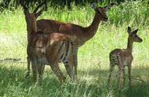 Game Drive & Rhino Safari Exp - up to 3 hrs long - MIN 2 PEOPLE