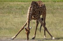 Game Drive & Rhino Safari Exp - up to 3 hrs long - MIN 2 PEOPLE