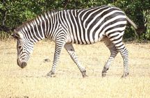 Game Drive & Rhino Safari Exp - up to 3 hrs long - MIN 2 PEOPLE