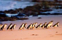 Phillip Island Day Trip from Melbourne with Penguin Plus Viewing Platform