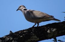 Birding Safari Experience in Livingstone - MINIMUM 2 PEOPLE