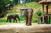 One day Elephants in Nature Experience & Grand Canyon Jumping