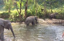 One day Elephants in Nature Experience & Grand Canyon Jumping