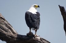Birding Safari Experience in Livingstone - MINIMUM 2 PEOPLE