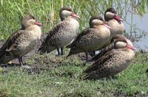 Birding Safari Experience in Livingstone - MINIMUM 2 PEOPLE