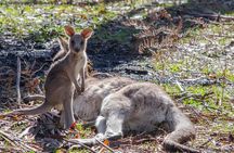 Melbourne to Adelaide 3 Day Southern Coast Overland Tour