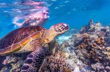 7-Day Exmouth Explorer via Pinnacles Monkey Mia Ningaloo Reef returning to Perth