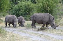 The Wild Rhino Safari Experience up to 1.5 hrs long MIN 2 PEOPLE