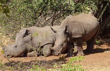 The Wild Rhino Safari Experience up to 1.5 hrs long MIN 2 PEOPLE