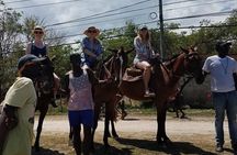 Hour Horseback Riding Guided Tour from Runaway Bay