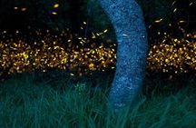 Klias River Fireflies & Wildlife Safari Cruise from Kota Kinabalu