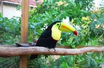 King Kong Extreme Zipline, City Tour, Sloths & Monkeys, Private Shuttle