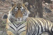 Ranthambore tiger reserve Assistance for Gypsy Safari Tickets
