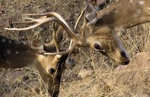 Ranthambore tiger reserve Assistance for Gypsy Safari Tickets