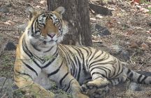 Ranthambore Tiger Reserve Private Gypsy Safari All inclusive 