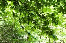 Butterfly Valley & Wine, Olive Oil, Honey Tasting Tour (Small Group)
