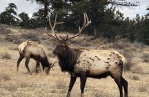 Private Day Tour From Denver to Estes Park and Rocky Mountain National Park