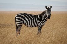 Nairobi National Park-Day tour