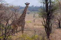 A Day Trip To Saadani National Park From Dar es salaam / Zanzibar