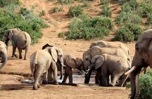 Addo Elephant National Park All Inclusive Full-Day Safari