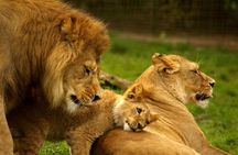 4-Days Best Wildlife Safari: Amboseli, Tsavo West & Tsavo East Private Safari