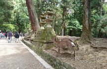 Relax in Nara: Deer Park, Todai-ji Temple and Merchants' Town
