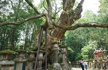 Relax in Nara: Deer Park, Todai-ji Temple and Merchants' Town