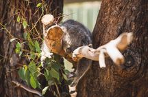 Private Tour: Phillip Island, Penguin Parade and Moonlit Sanctuary Conservation Park from Melbourne