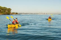 Motukorea / Browns Island Sea Kayak Journey