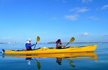 Motukorea / Browns Island Sea Kayak Journey