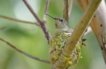 4 in 1 Monteverde Cloud Forest Private combo tour