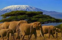 Kilimanjaro Special-( Tsavo West, Amboseli & Tsavo East Safari) (MINIMUM 2 PAX)