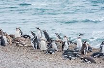 Cruise Shore Excursion Ea San Lorenzo Peninsula Valdes - Patagonia - Argentina