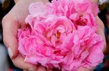 Picking Roses Workshop & Extracting Rose Oil in the Rose Valley