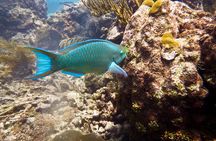 Catalina Island Scuba Diving - Amazing Full Day Tour!
