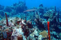 Catalina Island Scuba Diving - Amazing Full Day Tour!