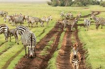 tarangire & ngorongoro 2 days tour