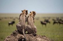 serengeti, ngorongoro & tarangire 5days private tour