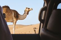 Desert Safari – Morning, Afternoon, Sunrise & Sunset Options