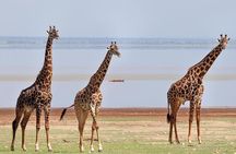 tarangire, ngorongoro & lake manyara park 3 days private tour