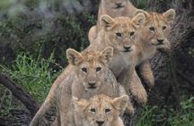 day trip lake manyara